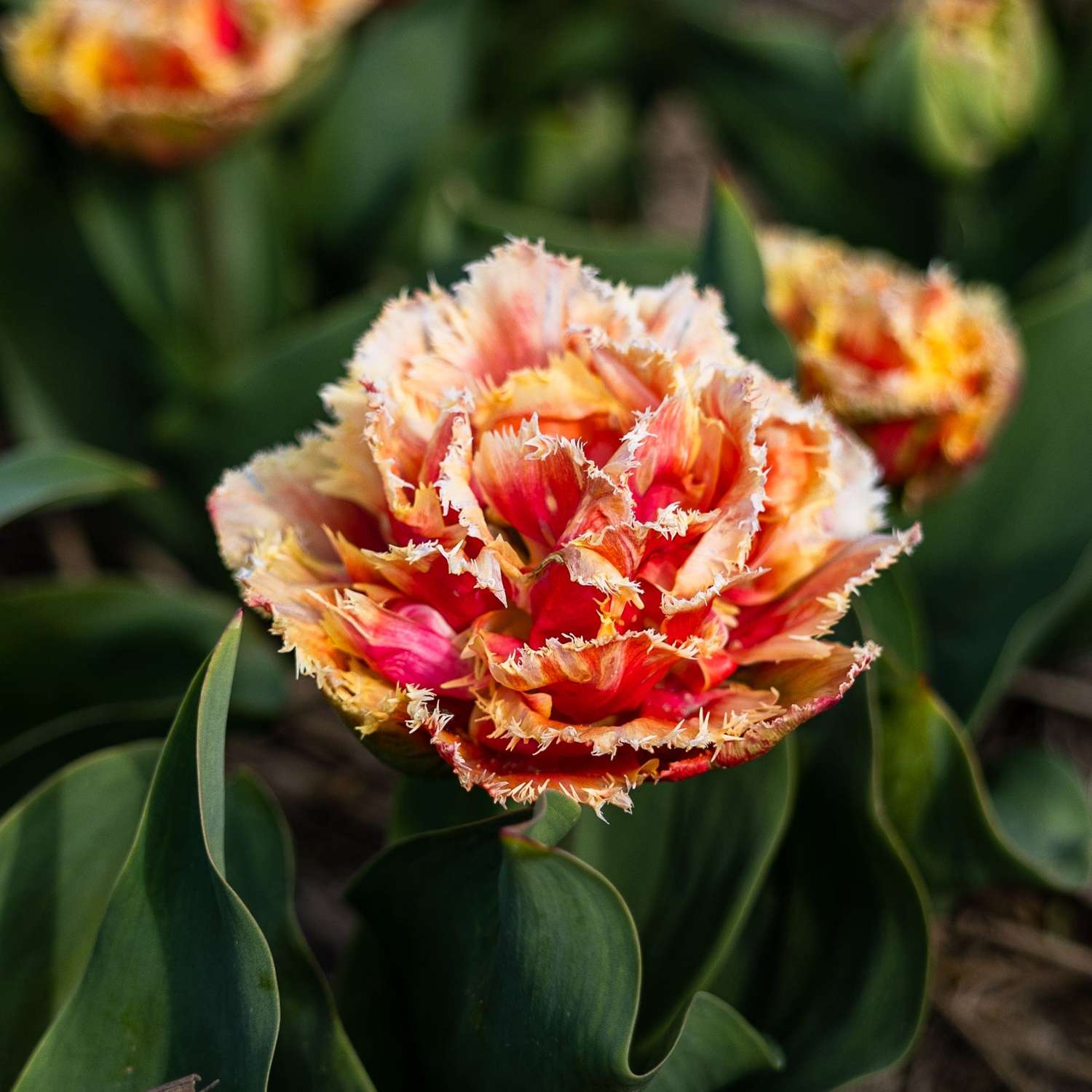 Tulip 'Brisbane'